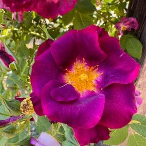 Meet your Posher, Theresa